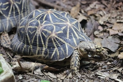 indian-star-tortoise-wildlife