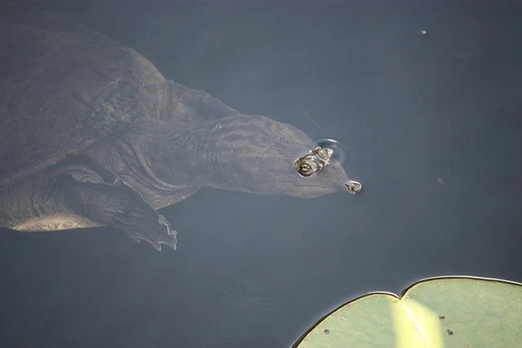 indian-softshell-turtle-wildlife