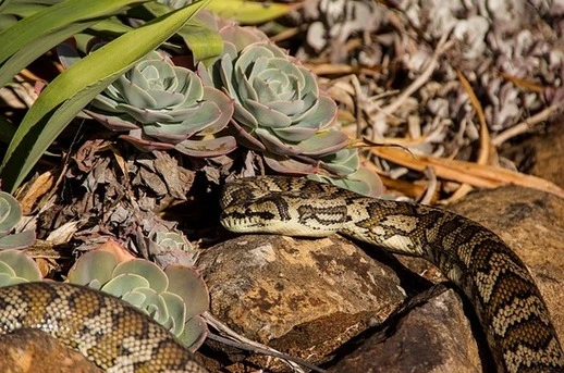 rock-python-wildlife