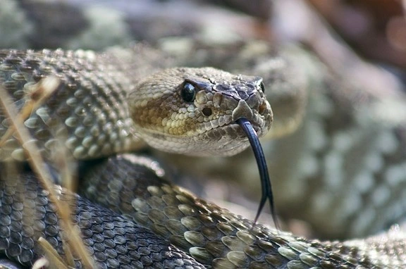russells-viper-wildlife