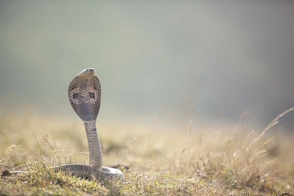 indian-cobra-wildlife