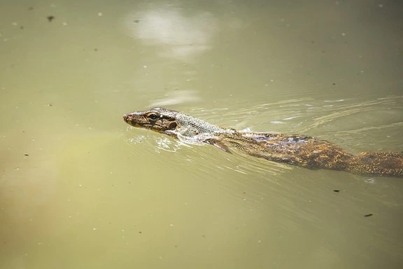 water-monitor-wildlife