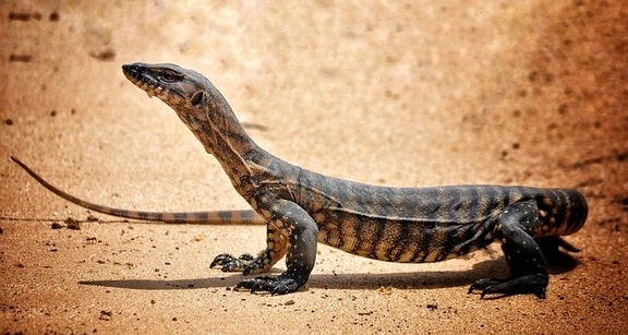 monitor-wildlife