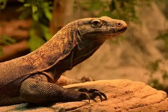 bengal-monitor-lizard-wildlife