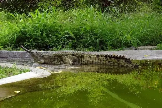 gharial-wildlife