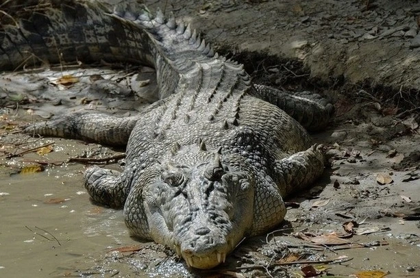 saltwater-crocodile-wildlife