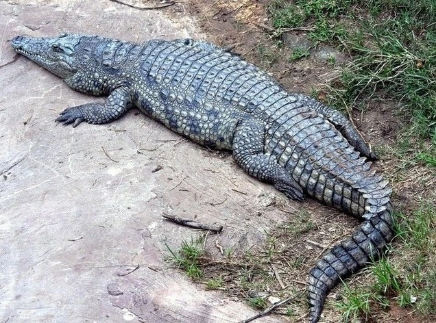 Marsh Crocodile Marsh Crocodile