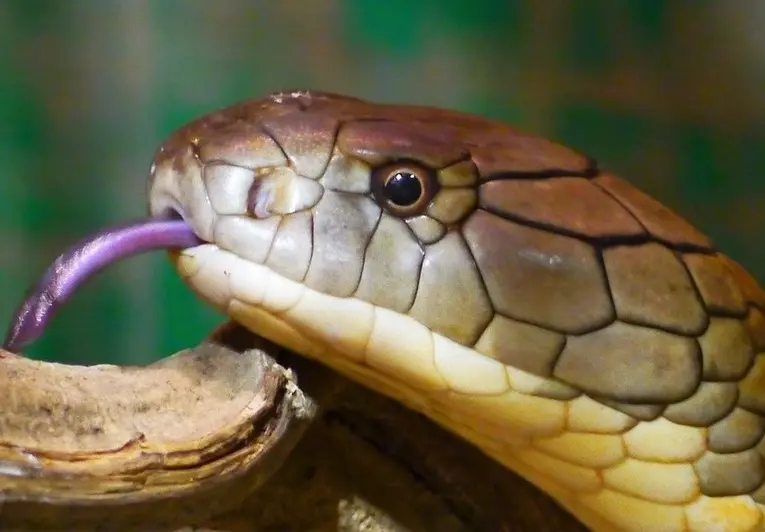 king-cobra-wildlife