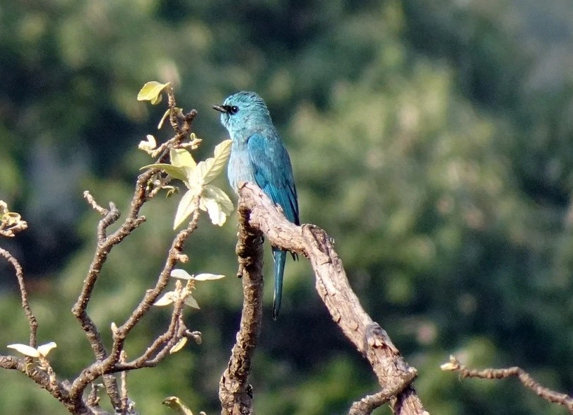 verditer-flycatcher-birds-of-kanha