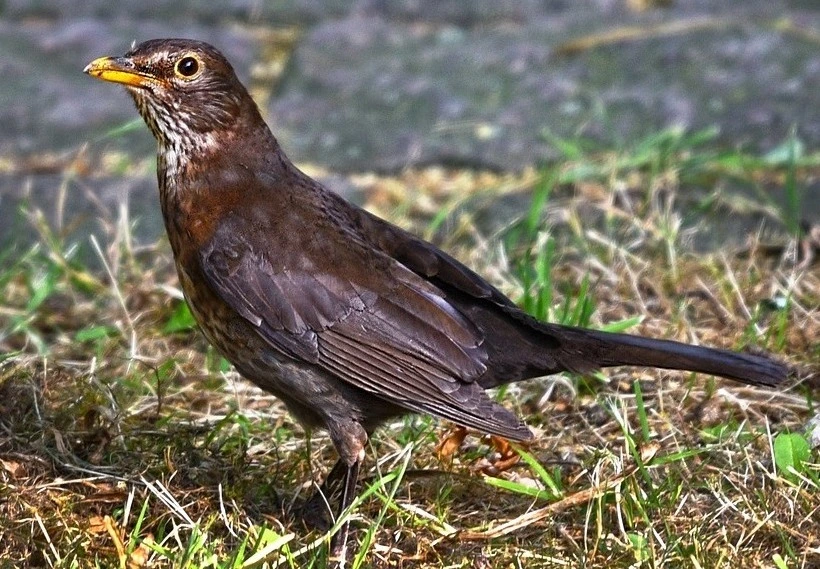 common-blackbird-birds-of-kanha