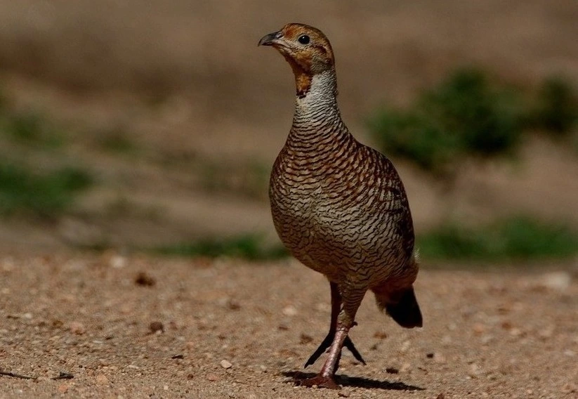 painted-francoline-birds-of-kanha