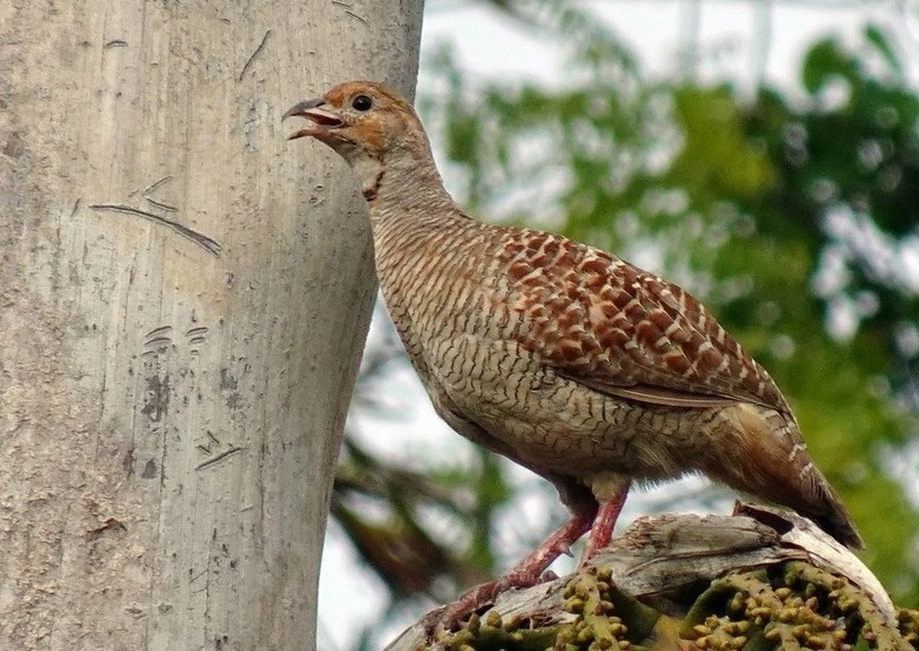 grey-francolin-birds-of-kanha