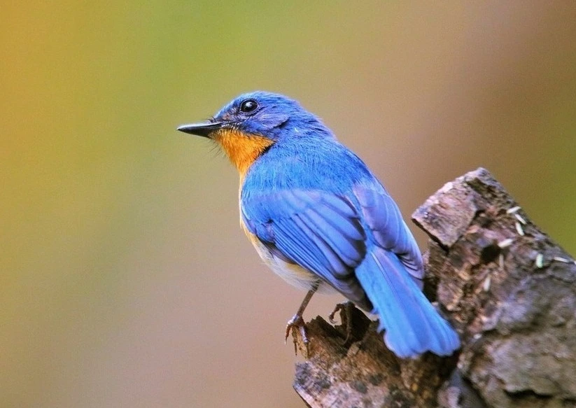 black-napped-birds-of-kanha