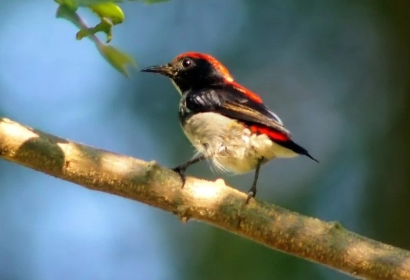 scarlet-minivet-birds-of-kanha