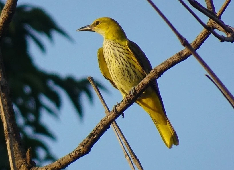 indian-golden-oriole-birds-of-kanha