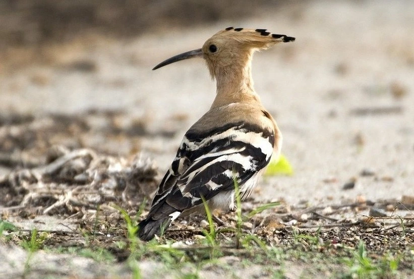 common-hoopoe-birds-of-kanha
