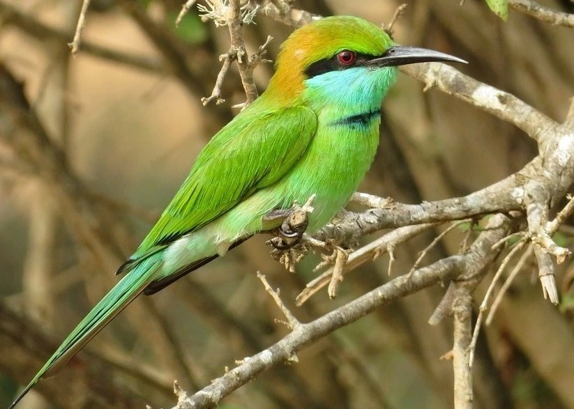 green-bee-eater-birds-of-kanha