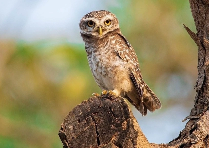 jungle-owlet-birds-of-kanha