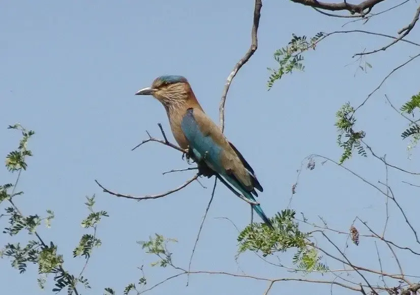 indian-roller-birds-of-kanha