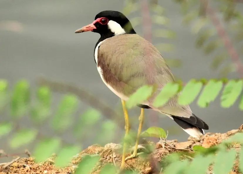 red-wattled-lapwing