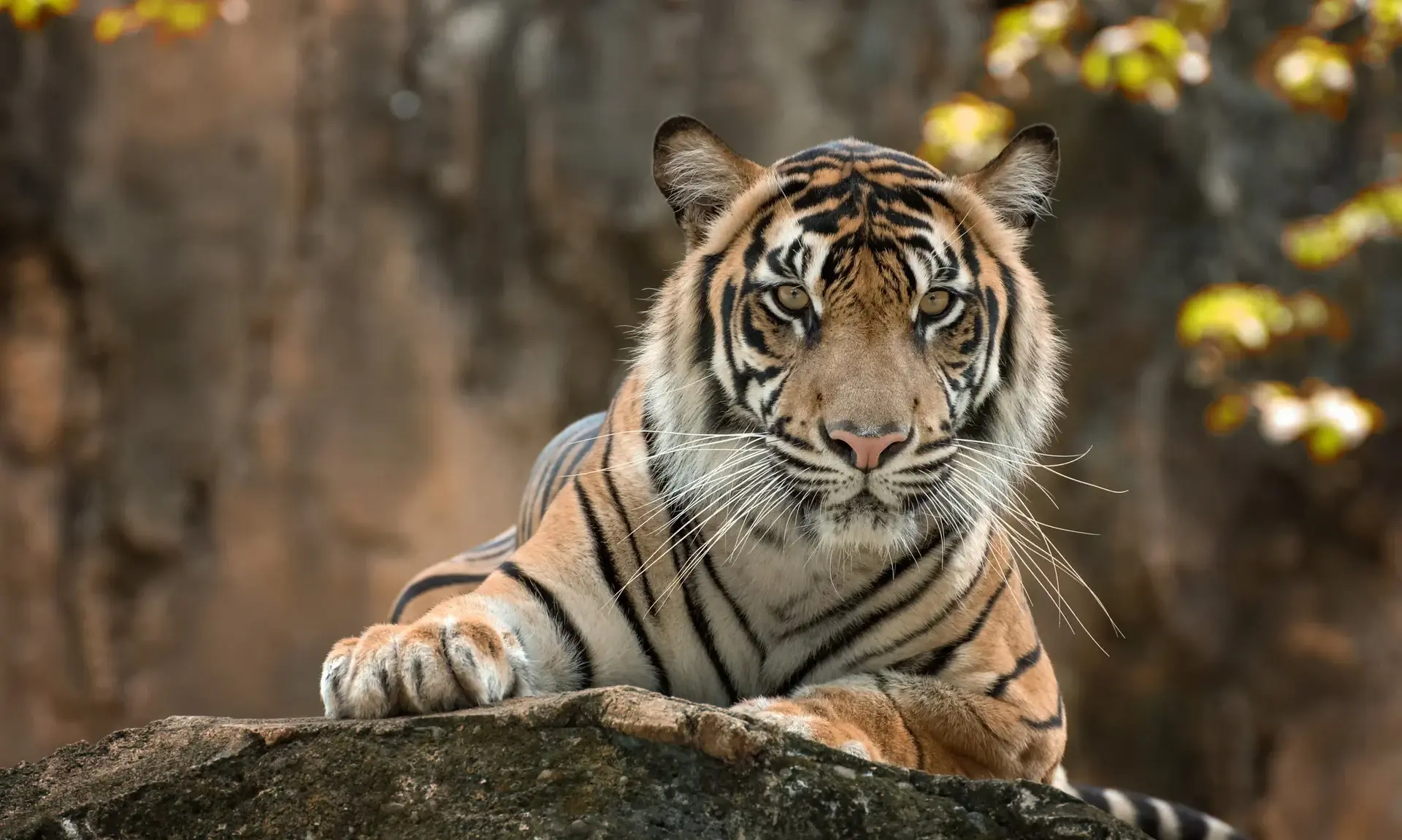 ranthambore-golden-triangle