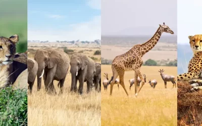 Ultimatе Guidе to Masai Mara Travеl from India