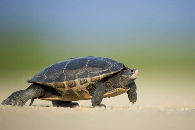 turtle-dudhwa-tiger-reserve