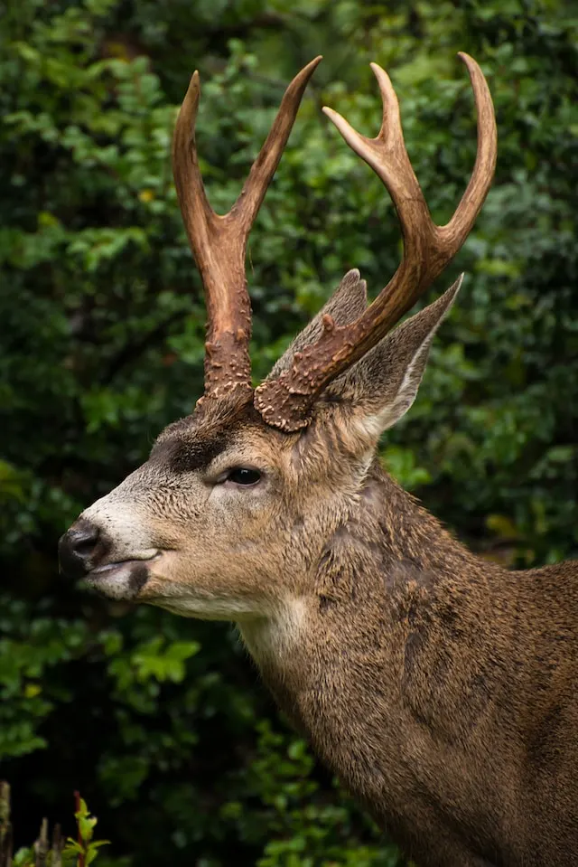 swamp-deer-dudhwa-tiger-reserve