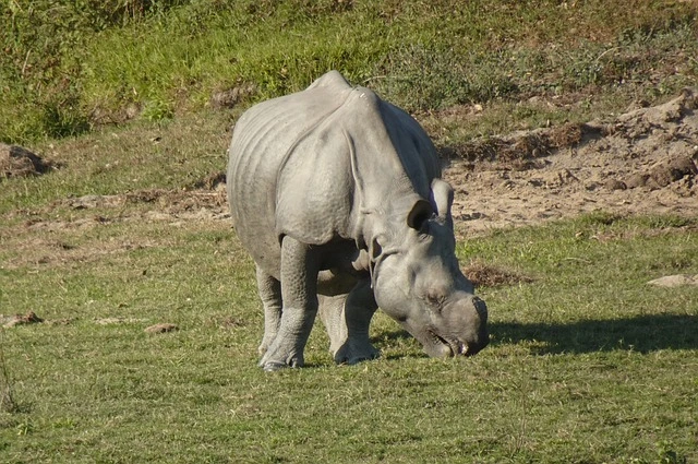 rhinoceros-dudhwa-tiger-reserve rhinoceros-dudhwa-tiger-reserve