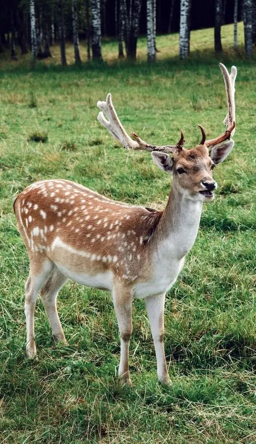 spotted-deers-in-gir