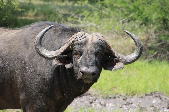 buffalo-kaziranga-in-india Spotted Deer, Pench
