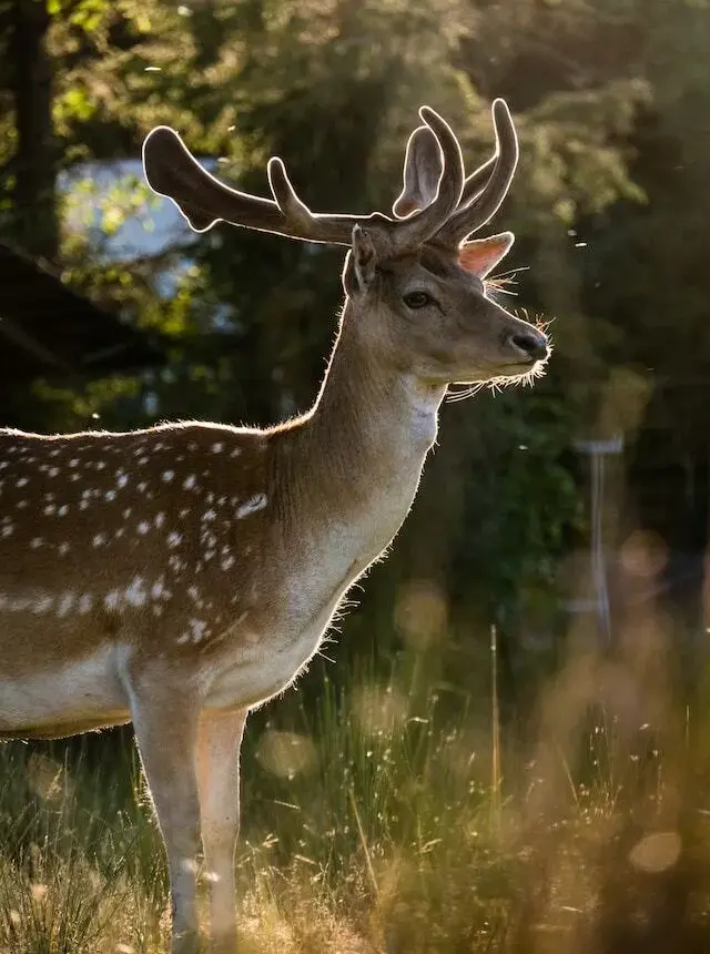 eastern-swamp-deer-india