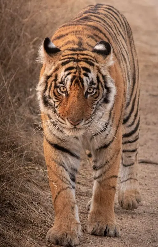 kaziranga-national-park-in-india