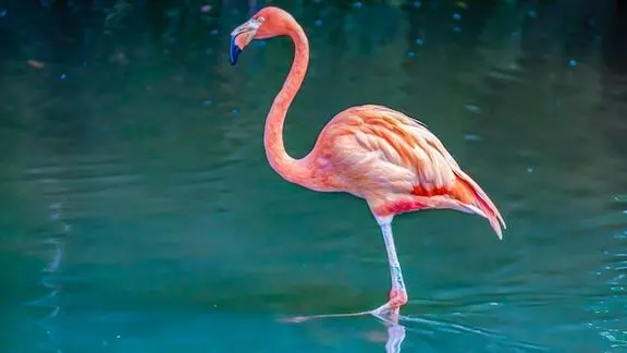 Flamingo in Little Rann of Kutch flamingo in Little Rann of Kutch