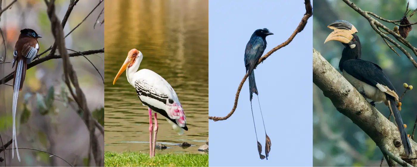 Best Birding Destinations of India Best Birding Destinations of India