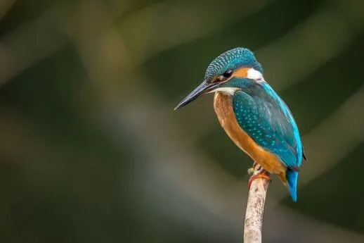 sundarbans-birds-in-india Sundar bans