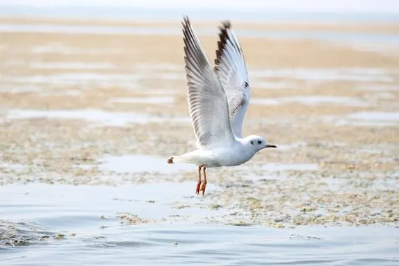 Nal Sarovar Bird In india Nal Sarovar Bird In india