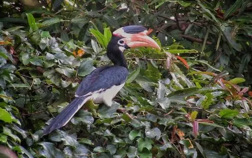 malabar-hornbill malabar-hornbill