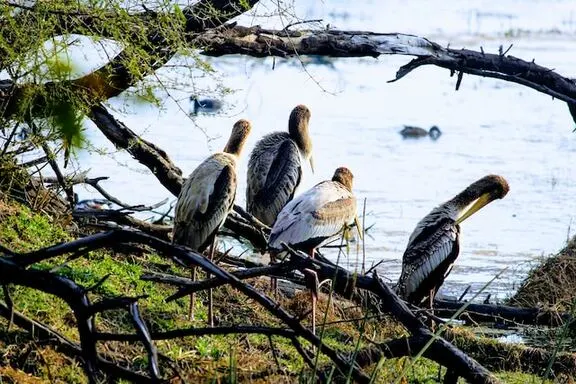 Bharatpur Bird Sanctuary, Rajasthan Bharatpur Bird Sanctuary, Rajasthan