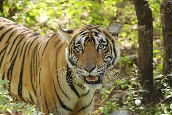 meet-ranthambore-golden-tiger-safari