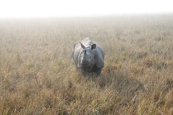 rhino-tour-ideas