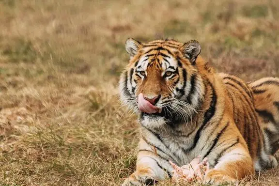 tigers-taj-tour-ideas