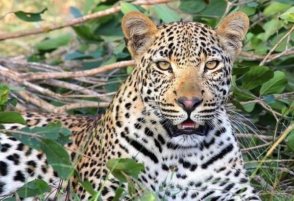snow-leopard-tour-ideas