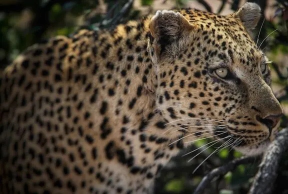 amagarh-leopard-tiger-safari