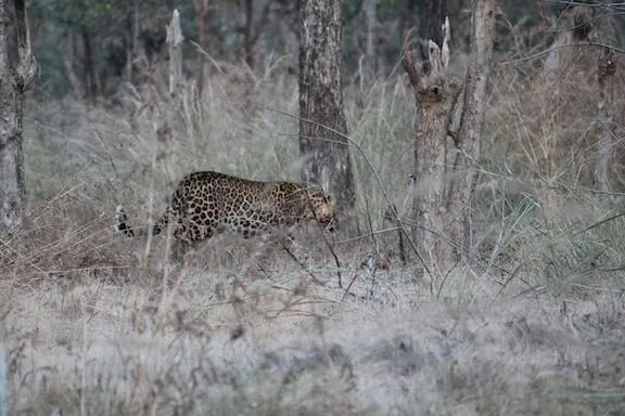 nagzira-leopard-tiger-safari