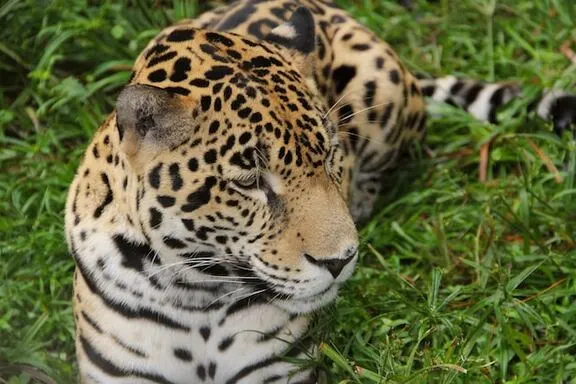 jhalana-leopard-tiger-safari