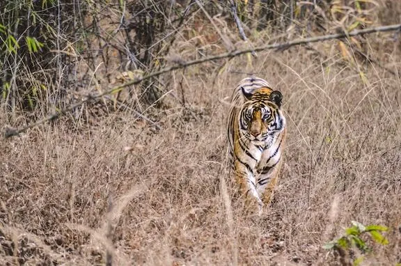 manas-offbeat-jungle-safari Manas National Park