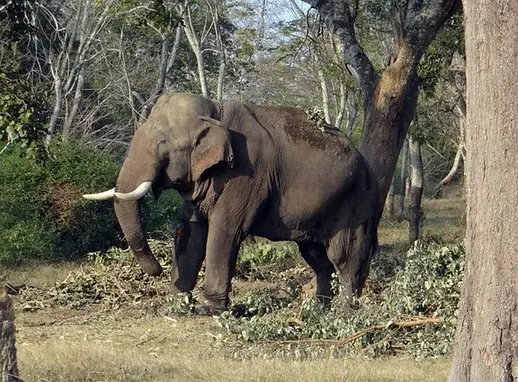 bandipur-offbeat-jungle-safari