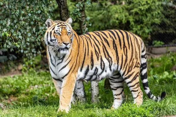 pilibhit-offbeat-jungle-safari