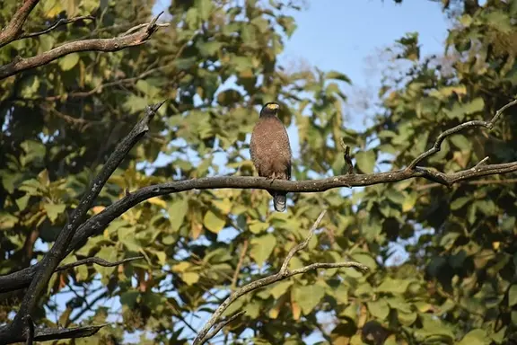 dudhwa-offbeat-jungle-safari